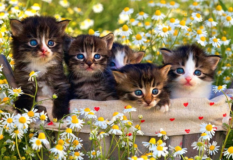 Fluffy friends, blue eyed, grass, fluffy, kittens, bonito, spring, camomile, daisies, flowers, garden, kitties, cats, friends, meadow, HD wallpaper