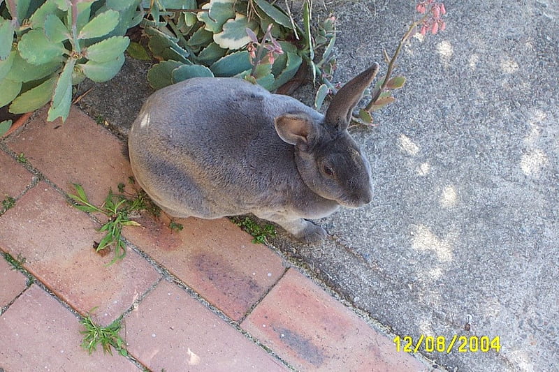 Cute Bunny Rabit, petta, pet, rabbit, bunny, my, HD wallpaper
