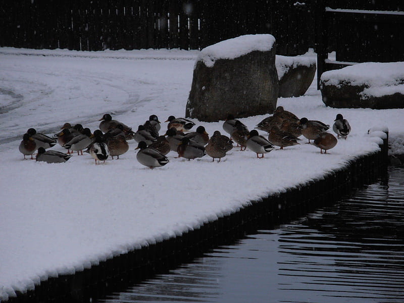 Keeping warm in winter, ducks, scotland, snow, 2012, HD wallpaper