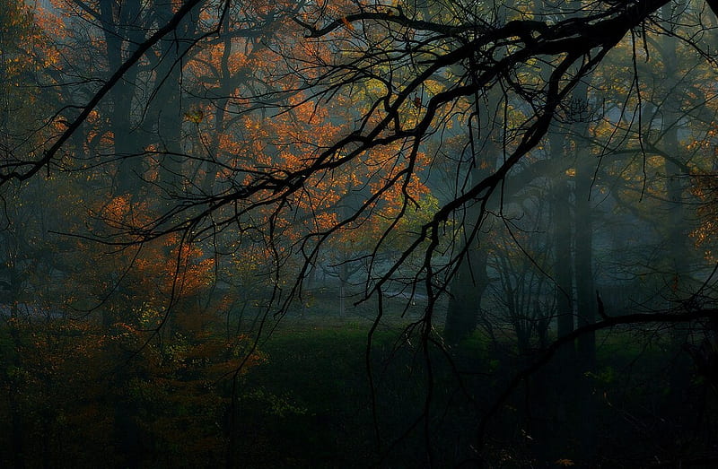 The Deeper you go the Darker it get's, dense, orange, woods, trees, leaves, green, dark, branches, light, HD wallpaper