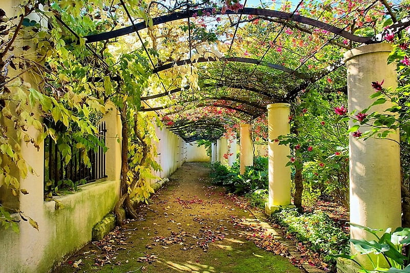 garden, nature, romantic, rose, HD wallpaper