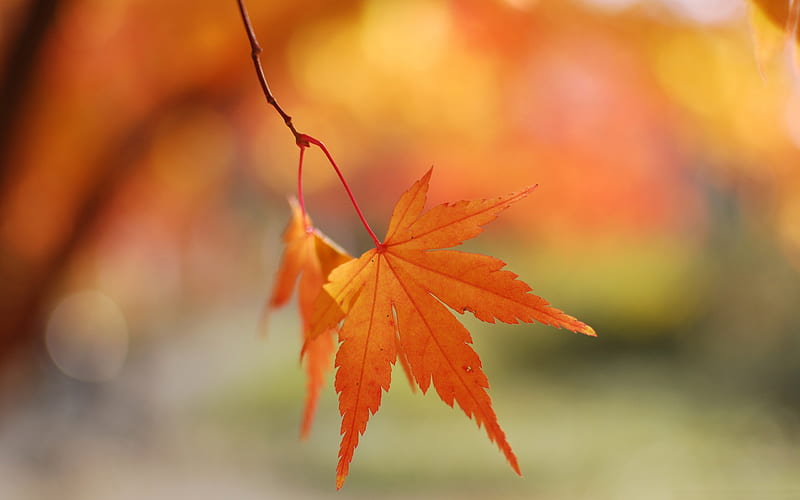 orange fall leaves bokeh-autumn of natural scenery, HD wallpaper