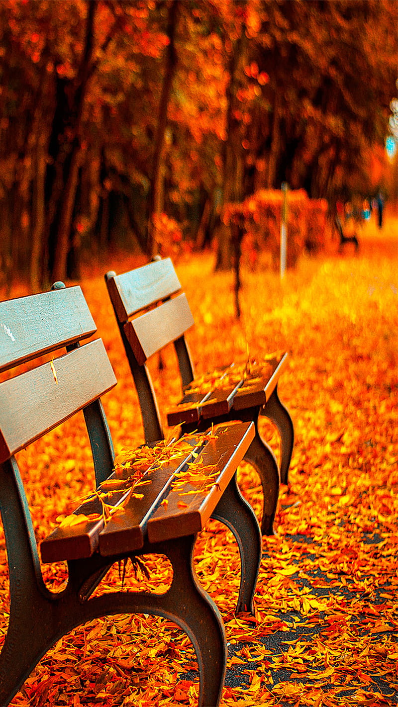 Autumn in the Park, autumn, bench, fall, leave, nature, orange, park, silhouette, HD phone wallpaper