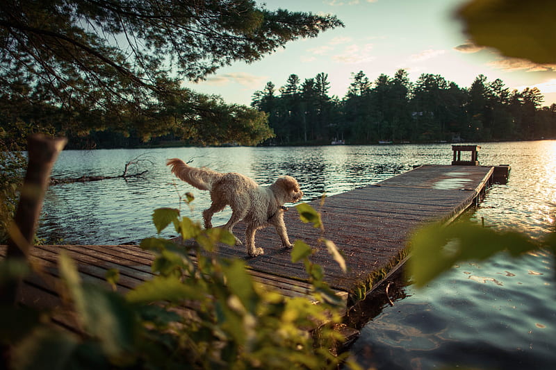 Danfored lake, dog, pier, trees, scenery, river, Nature, HD wallpaper ...