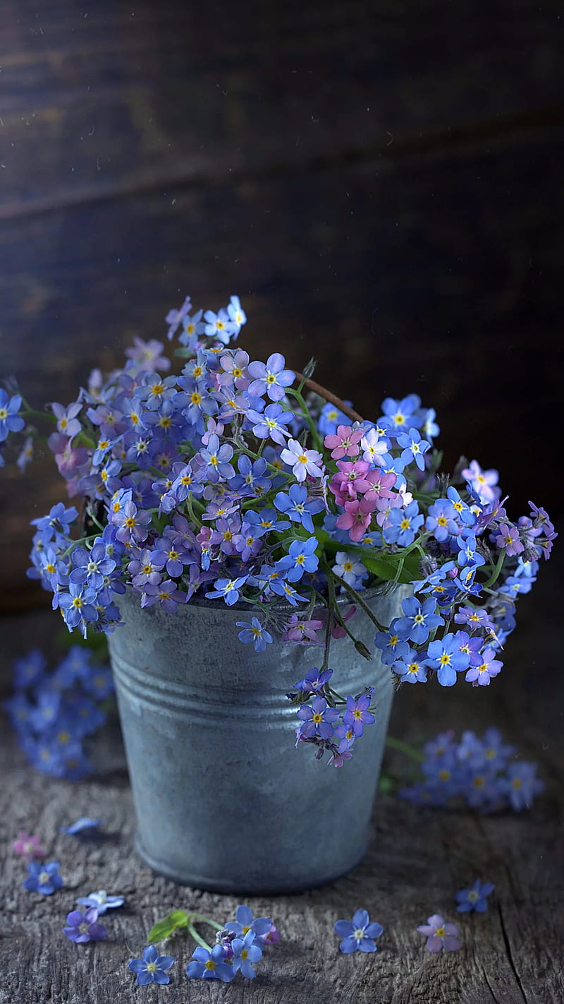 Forget me not, bonito, blue, flower, flowers, pail, u, HD phone wallpaper