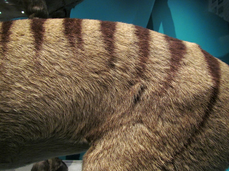 Tasmanian wolf fur, museum, exhibit, animal, extinct, HD wallpaper