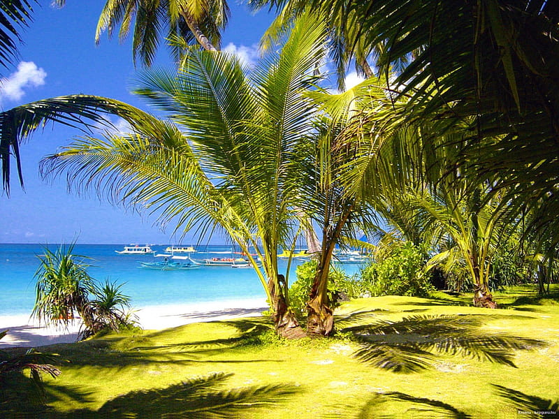 Tropical palms, shore, bonito, sea, beach, yachts, tropics, rest, vacation, exotic, lovely, ocean, relax, sky, palms, paradise, summer, nature, tropical, sailboats, sands, HD wallpaper