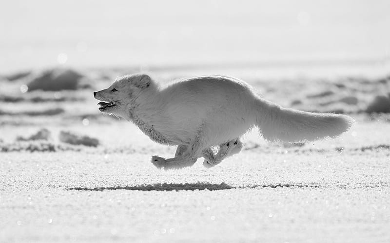 running arctic fox, snowdrifts, winter, Arctic, wildlife, arctic fox, Vulpes lagopus, polar fox, snow fox, HD wallpaper