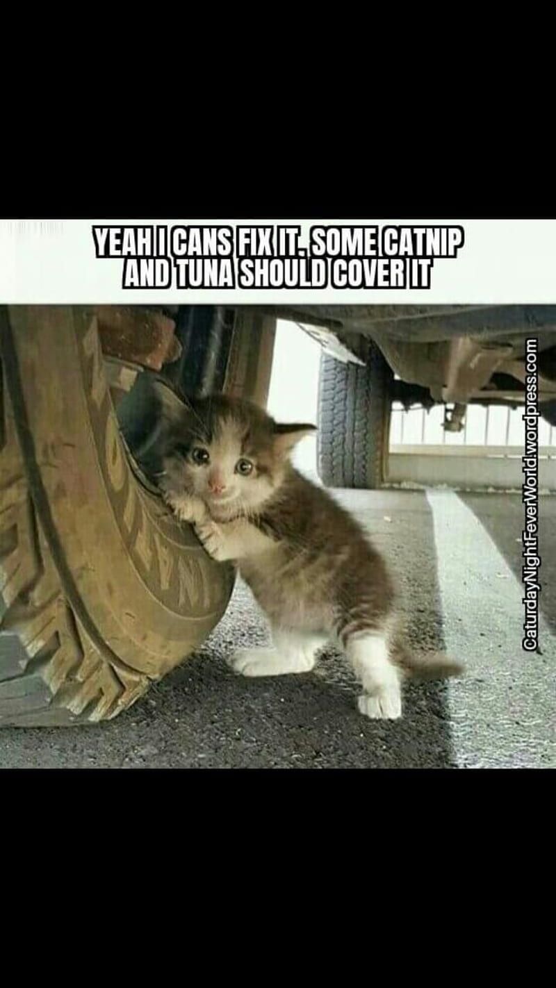 Funny mechanic cat, cat memes, cats, funny cat, kitten, kitty, meme, memes, HD phone wallpaper