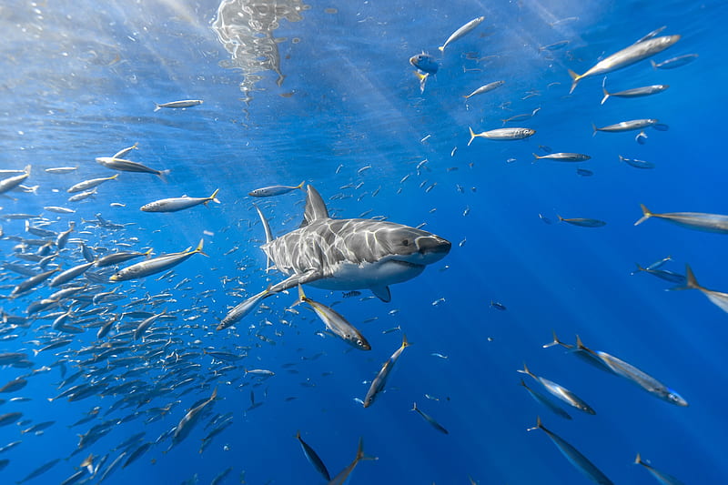 Shark Fish, shark, underwater, fish, animals, HD wallpaper