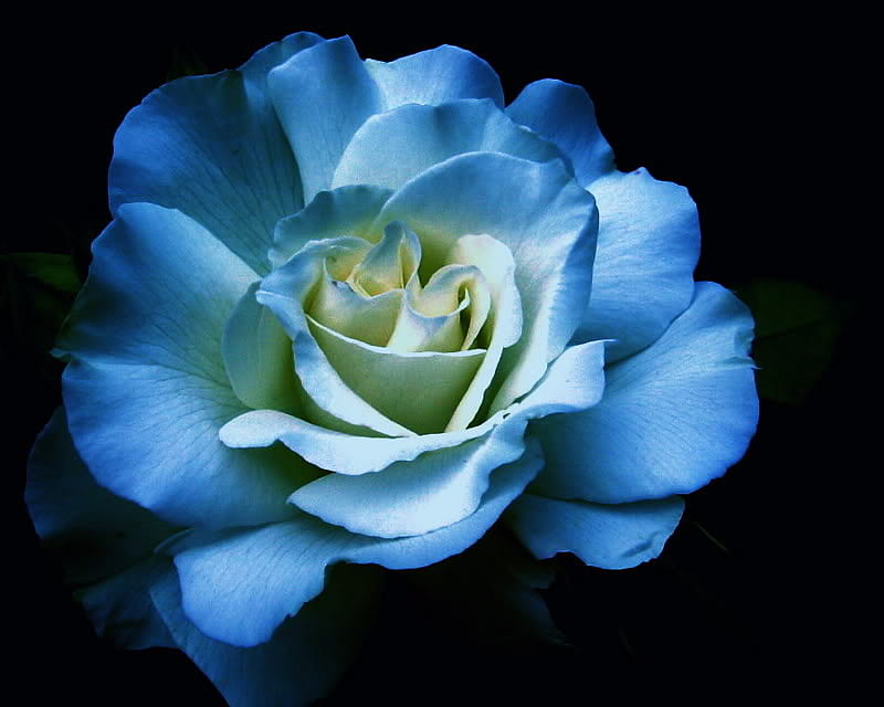 Bleu Rose, blue, rose, romance, love, petals, mood, HD wallpaper