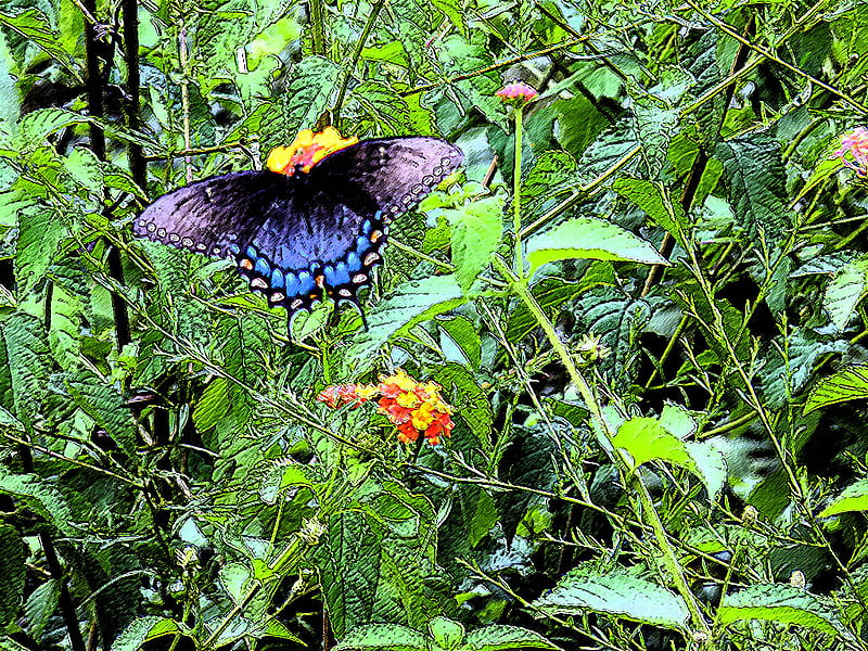 butterfly, wings, flowers, garden, lantana, HD wallpaper