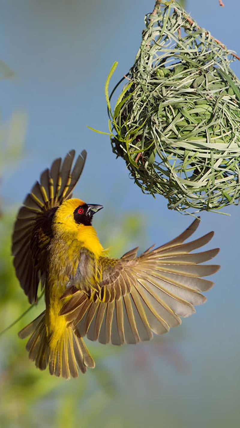 Birds Flying, Yellow Bird Nest, yellow bird, nest, bird, cute, HD phone wallpaper