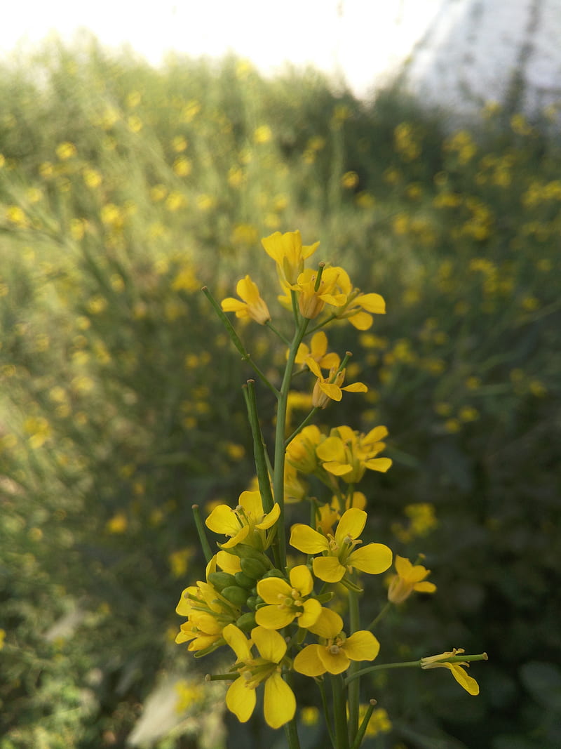 Mustard flower, nature, hero, bonito, HD phone wallpaper