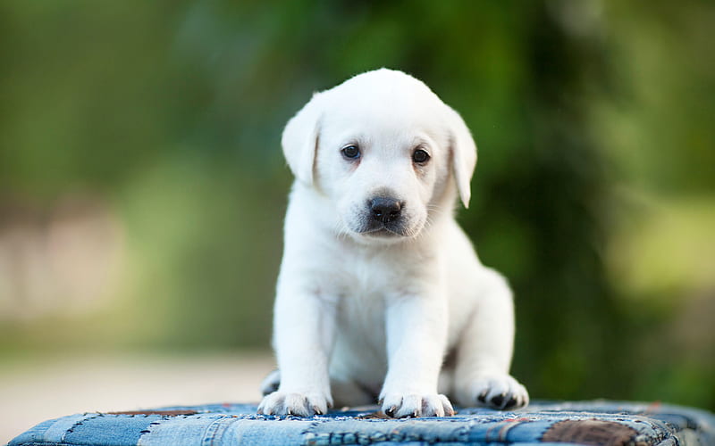 white labrador retriever, puppy, cute puppies, pets, labradors, HD wallpaper