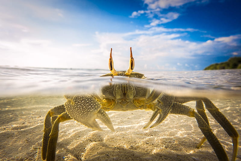 Animal, Crab, Sea Life, HD wallpaper