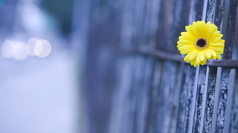 Single yellow beauty, yellow flower, beautiful flower, flower, yellow, beauty, HD wallpaper
