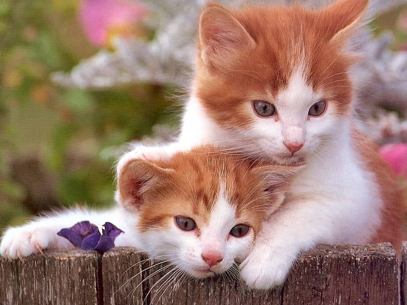 cute siblings, kittens, cute, cats, HD wallpaper