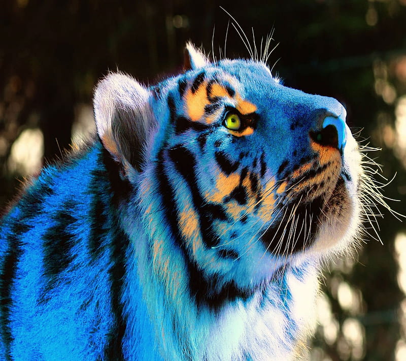 3D Blue Tiger, 2014, art, cool, effect, new, nice, view, visual, HD wallpaper