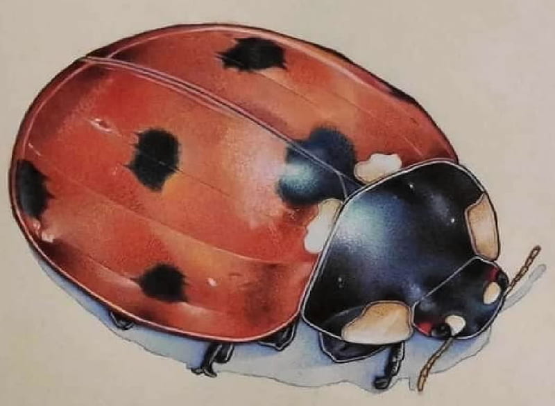 Ladybug, Beetle, Entomology, Insects, Animals, Zoology, HD wallpaper