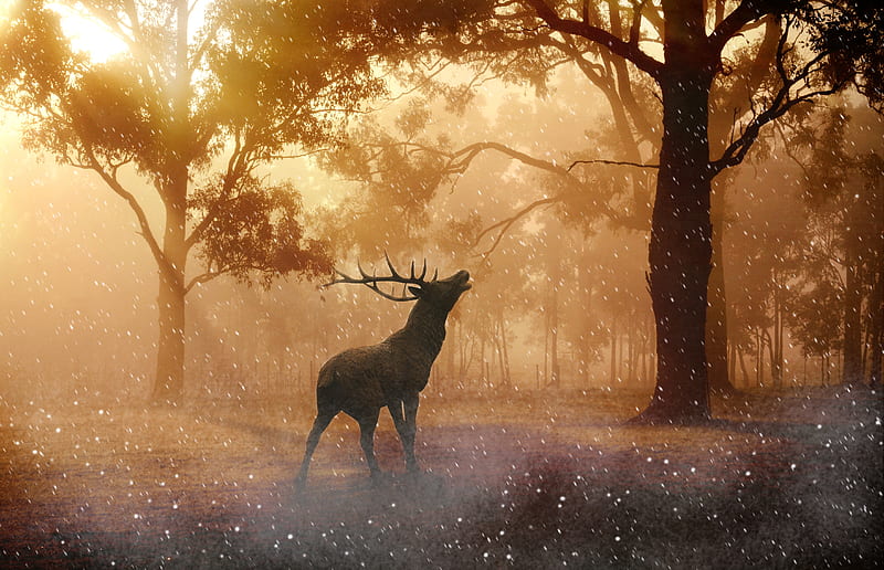 Deer Wild Nature Forest , deer, nature, forest, HD wallpaper