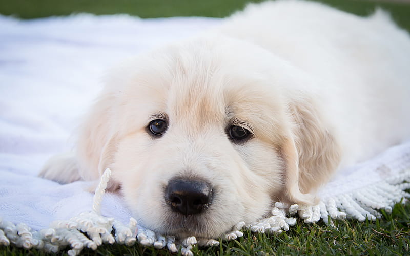 Great Pyrenees Dog puppy, dogs, muzzle, cute animals, pets, HD wallpaper