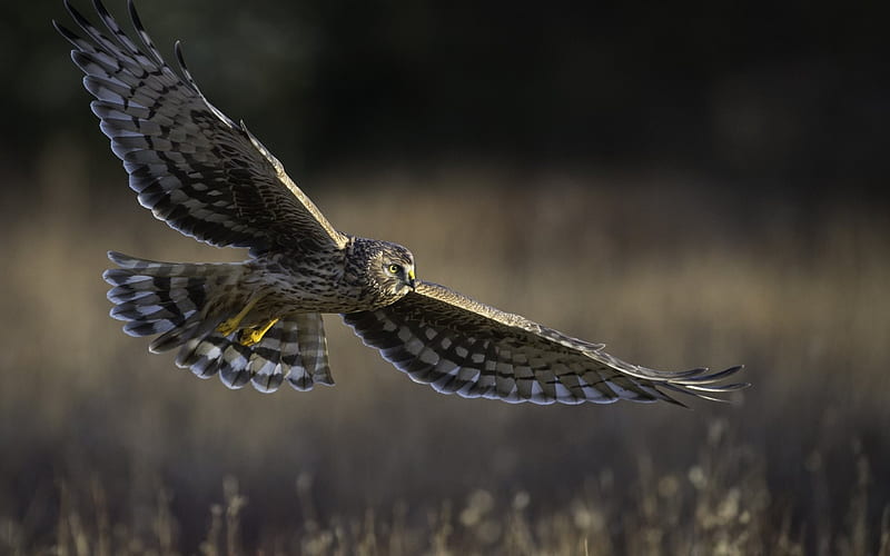 Hen harrier, Hawk, predatory bird, North America, wild birds, HD wallpaper