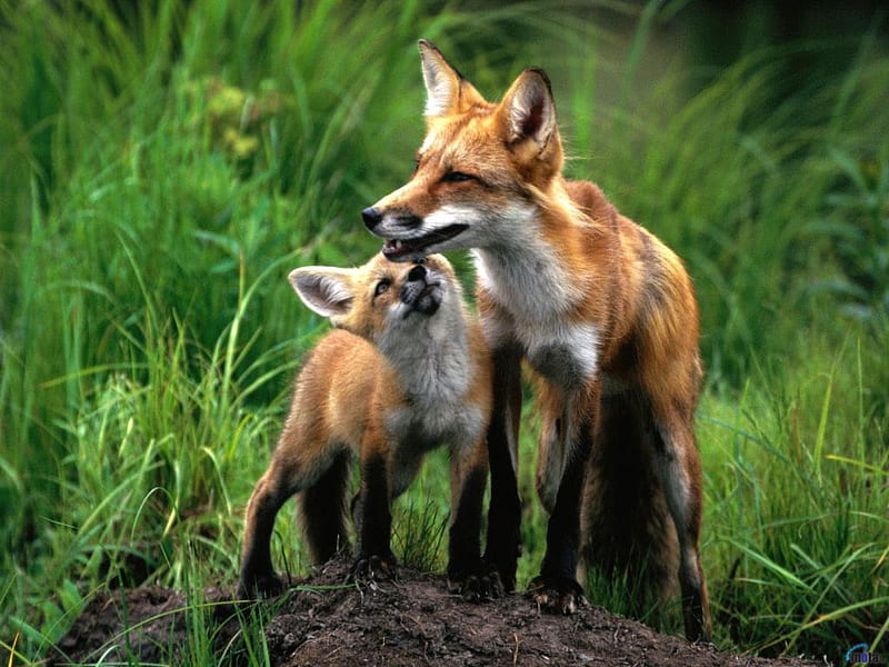 Fox family, family, forest, fox, animal, HD wallpaper