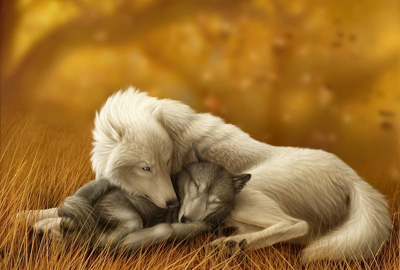 You sleep, sleep, white, wolves, animal, HD wallpaper