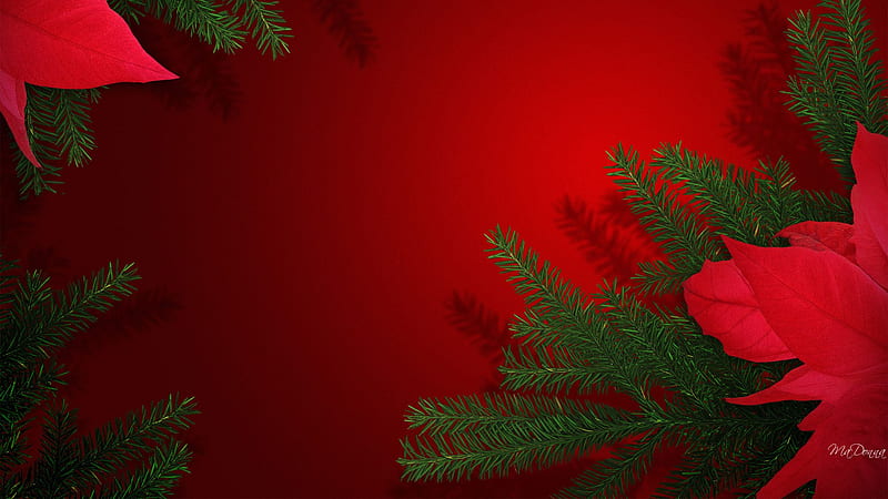 Christmas Background, red, , holiday, fir limbs, xmas, tree, green, season, poinsettia, HD wallpaper