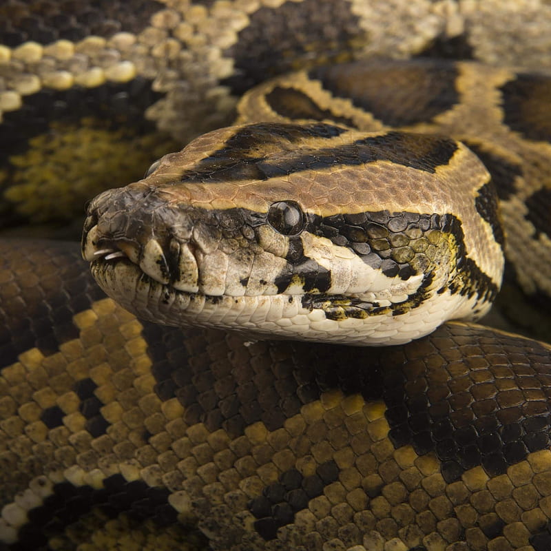 Burmese Python, cool, python, scales, snake, HD phone wallpaper