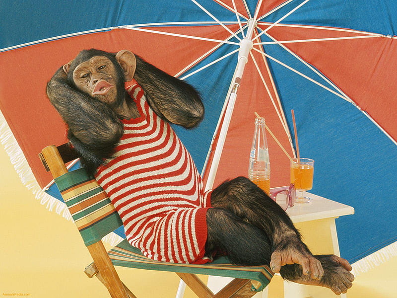 Relaxing Chimpanzee, primate, beach, chimpanzee, deck chair, umbrella, chimp, animal, HD wallpaper
