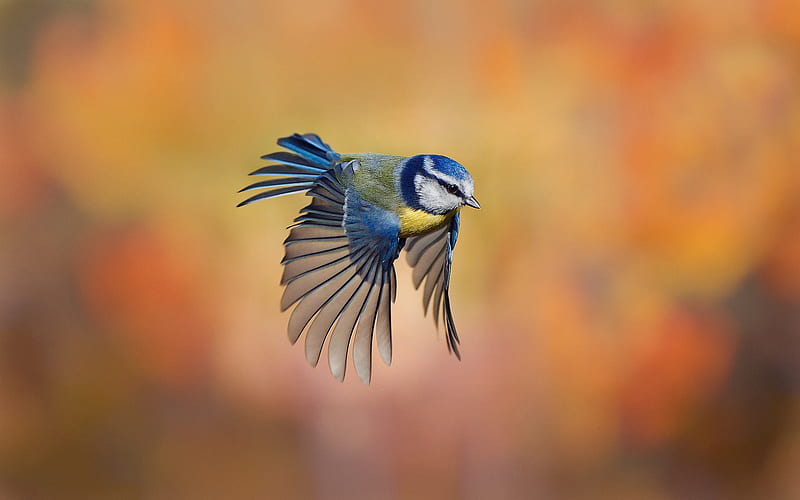 Blue tit, wings, bird, orange, flying, pasare, bluetit, pitigoi, HD wallpaper