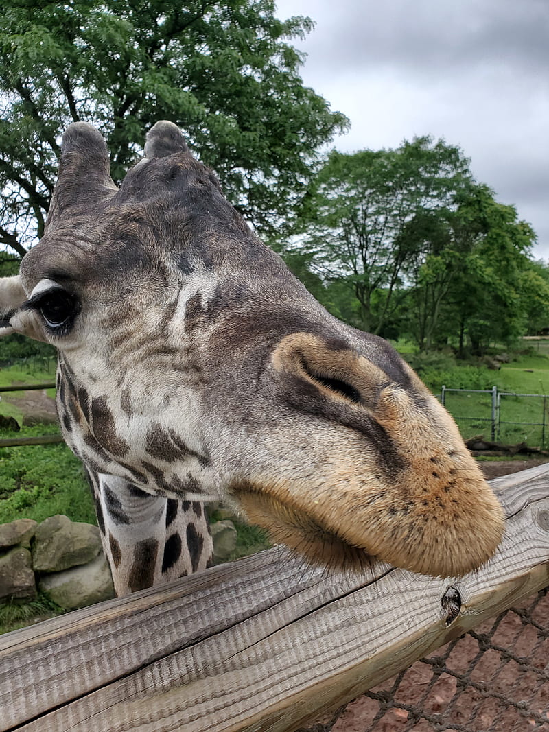 Giraffe, zoo, HD mobile wallpaper Peakpx