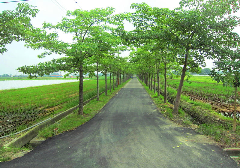 Country road, paddy fields, country, road, trees, HD wallpaper
