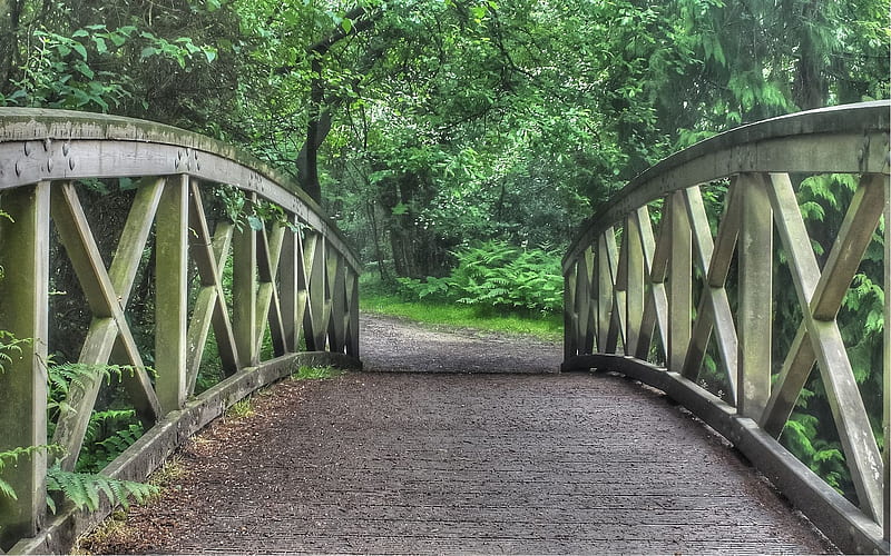 Forest Bridge, forest, garden, park, bridge, HD wallpaper | Peakpx