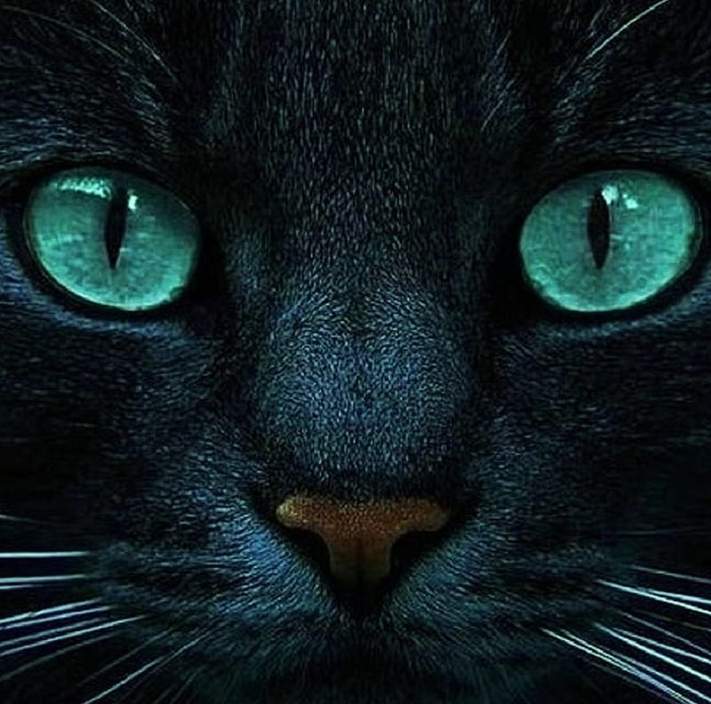 'eerie eyes'...., eerie, cat, eyes, spooky, HD wallpaper | Peakpx