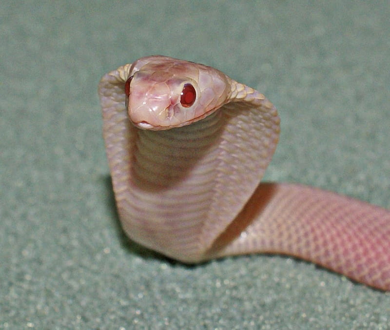 Cobra, albino, reptile, snake, HD wallpaper