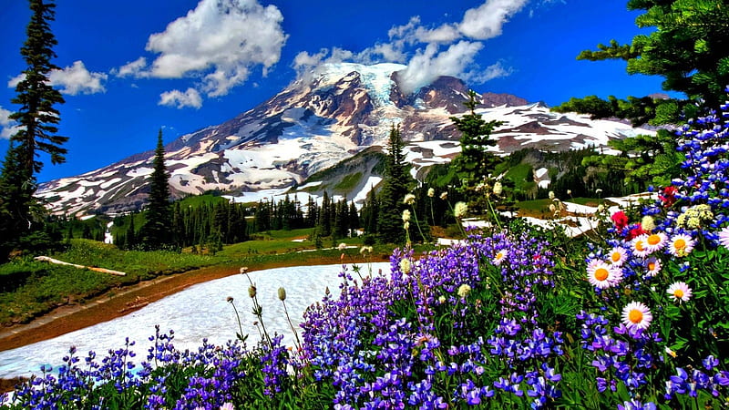 Snow melt Mountain, mountain, snow, melt, flowers, nature, trees, clouds, HD wallpaper
