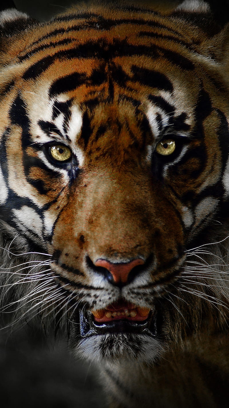 TIGER, cats, wild, predator, HD phone wallpaper | Peakpx