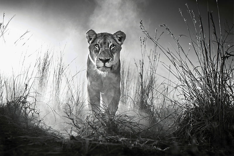 Lion Black And White, lion, animals, black-and-white, HD wallpaper