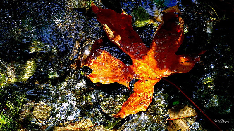 The Floating Leaf, rocks, fall, autumn, sun, maple, firefox persona, leaf, water, pacific northwest, bright, oak, sunshine, HD wallpaper