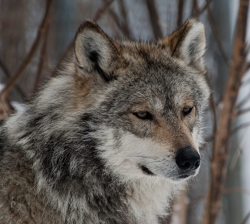 wolf, gray, snout, predator, beast, HD wallpaper