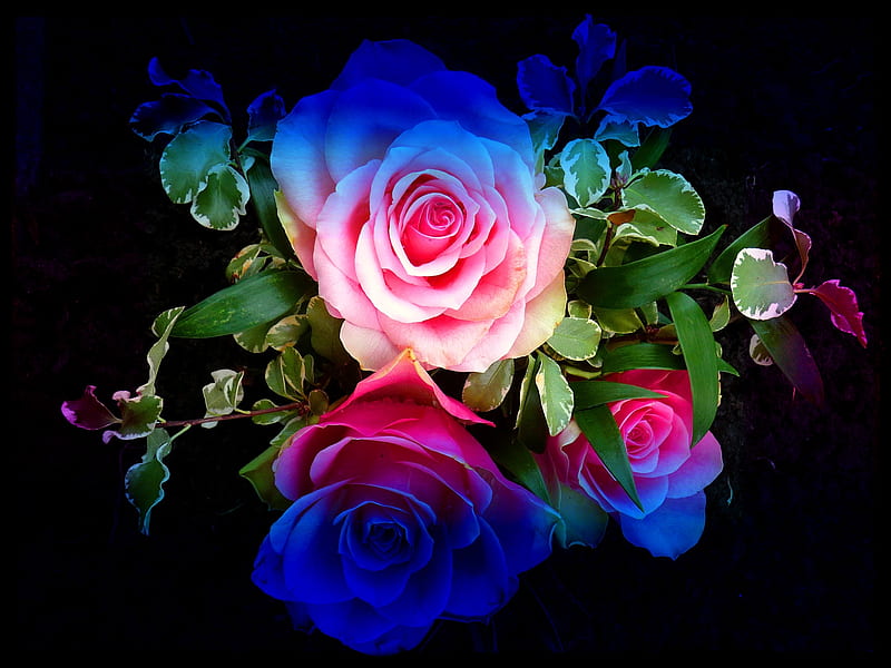 Rainbow Rose Rose Pretty Nature Flower Hd Wallpaper Peakpx