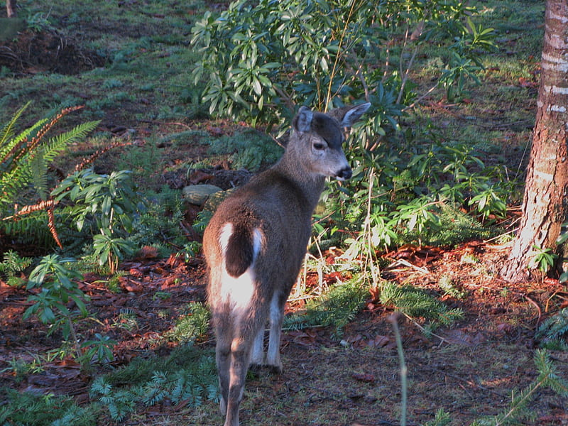 A shy visitor, cute, young, yard, deer, HD wallpaper