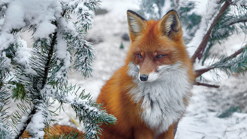 Red Fox Near Snow Covered Plant Animals, HD wallpaper