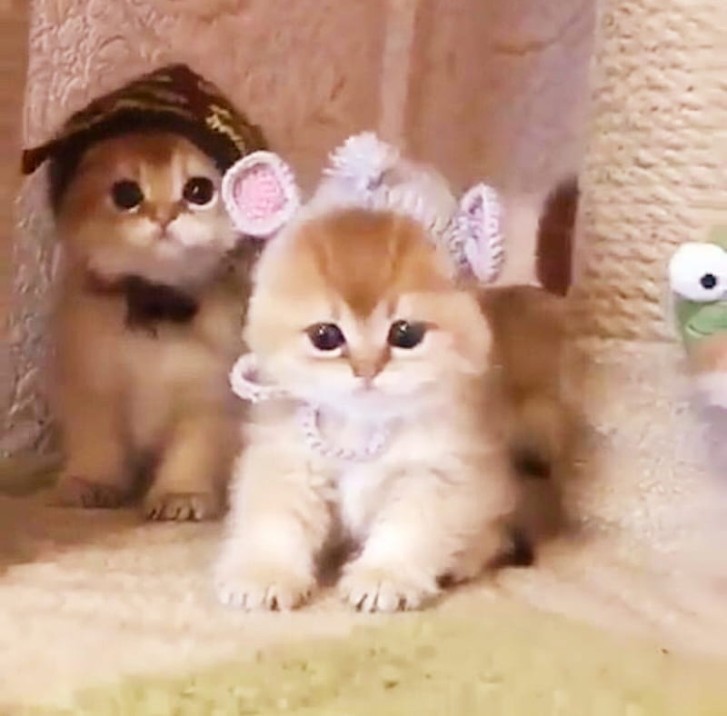 Baby girl kitten, adorable, baby, cat, cats, cool, cute, girl, hugs, kitten, puppies, HD wallpaper