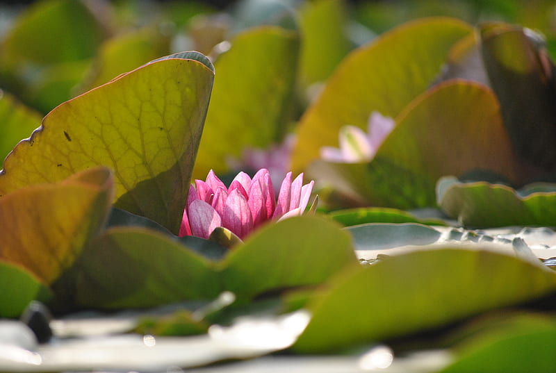 Lirio de agua kunming, flor de lirio de agua, verde, flor hermosa, flor  kunming, Fondo de pantalla HD | Peakpx