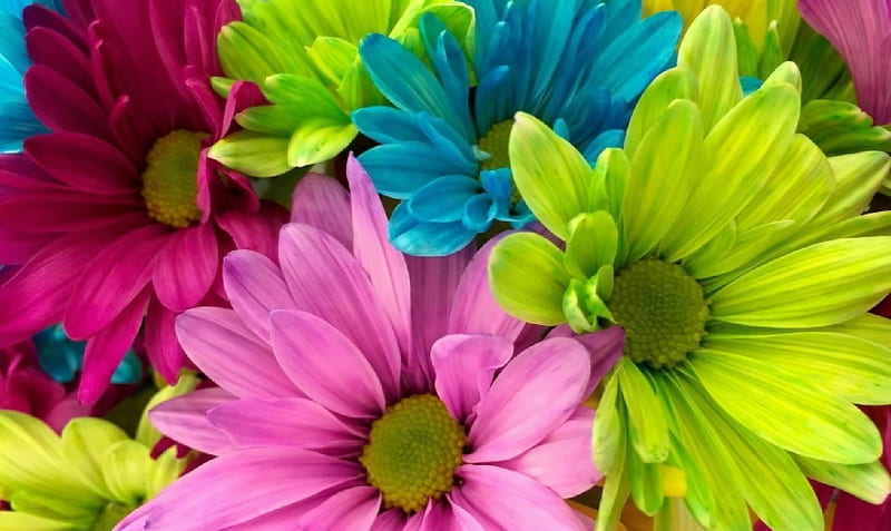 Flowers, Blue, Red, Green, Botanics, Colors, Pink, HD wallpaper | Peakpx