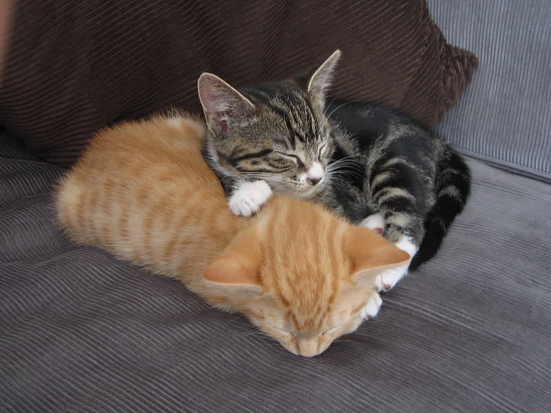 afternoon resting, kittens, afternoon, nice, sleeping, HD wallpaper